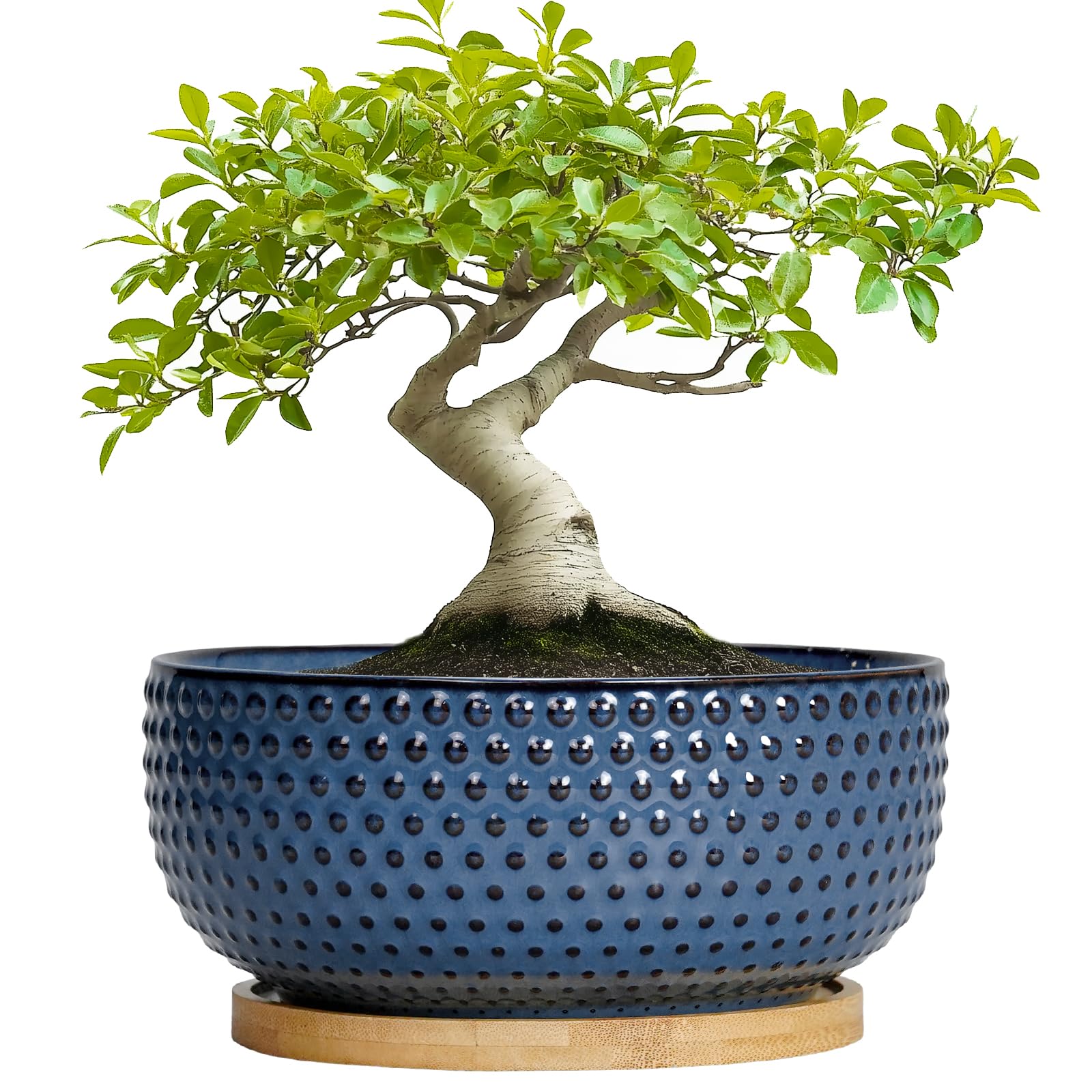 EPFamily Bonsai Pots - 8 Inch Ceramic Pots for Succulent Plants & Bonsai Tree, Planter with Drainage Hole and Saucer, Modern Round Decorative Flower Planters, House Decor, Gifts for Women Man, Blue